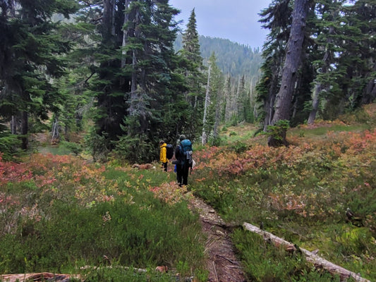 13 Safety Tips for Camping in Bear and Cougar Territory