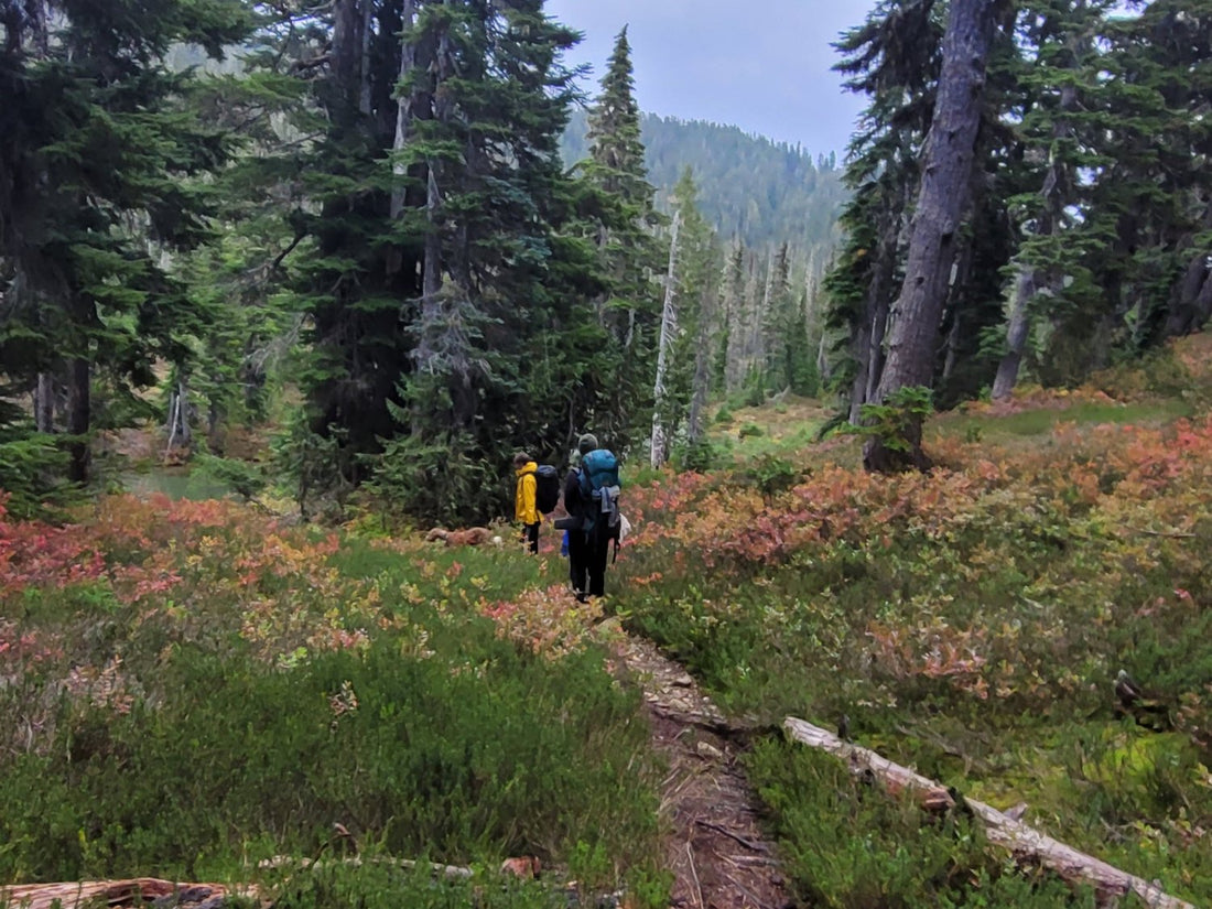 13 Safety Tips for Camping in Bear and Cougar Territory